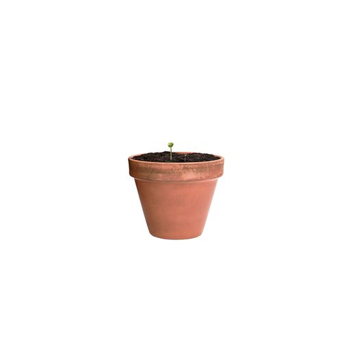 Flower Seed Capsule Flocca