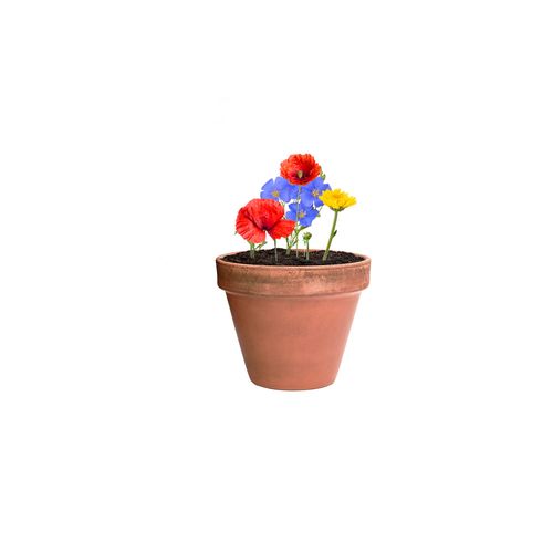 Flower Seed Capsule Flocca