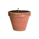Seed Ball Flobba