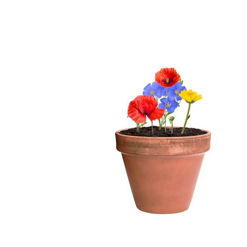 Seed Ball Flobba